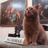 Включённое смотрение