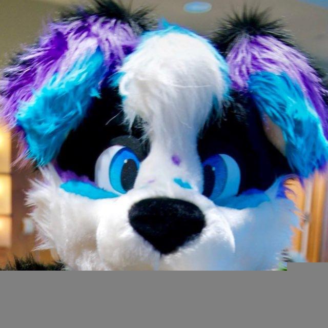 Hope Collie’s Adventures
