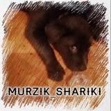 Murzik_shariki