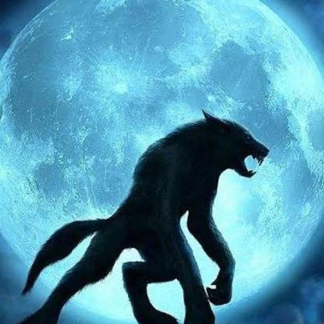 Loup garou Dz 🇩🇿 لوغارو 🐺🐺