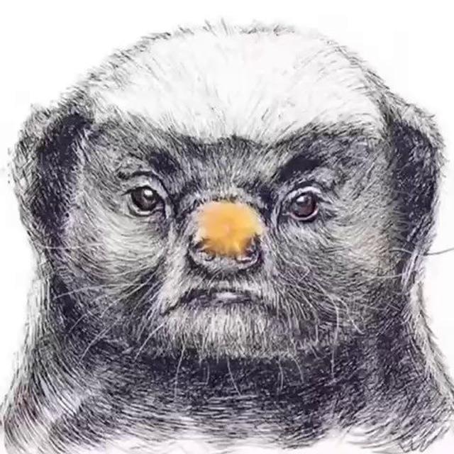 平头哥🦨——您的出海支付方案专家