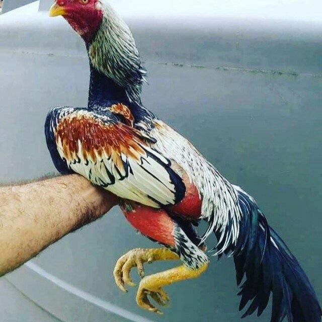 QARAQALPAQ QORAZDARI 💪💪💪