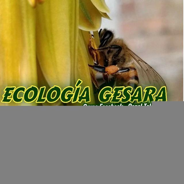 ECOLOGÍA GESARA