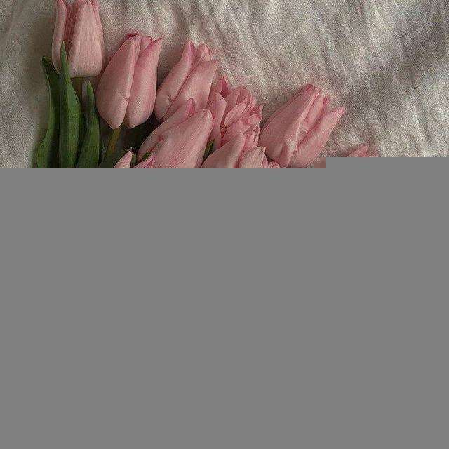 لـ تُوليب🌷