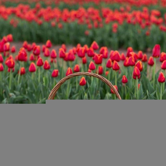 زهور الحياه المبعثره🥀