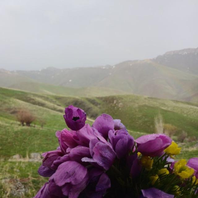 باغ گلها