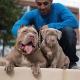 Pitbull puppies for sale