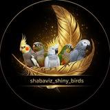 shabaviz_ shiny_birds