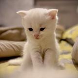 didosh_catlife