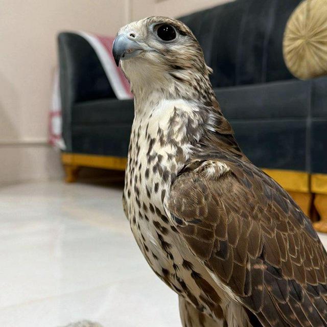 قصائد بدويه