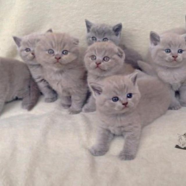 Продажа котят 🐱И на Вязку♥️