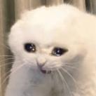 sad cat