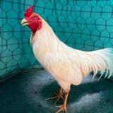 កូនបង្កាត់ស្រុកស្រែ 88M🐓