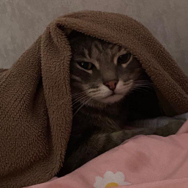 сонные будни⋆ ˚｡⋆୨୧˚🐰ྀི