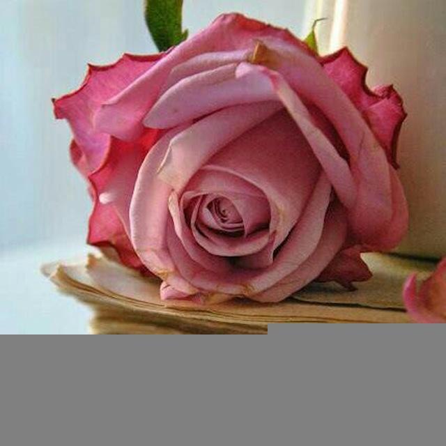 إقتباسات قارئة 🌸🍃