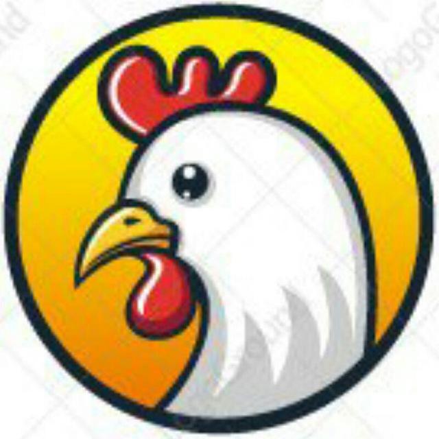 Ternak Ayam Kampung 🐓