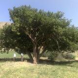 مصطفالودرآیینه