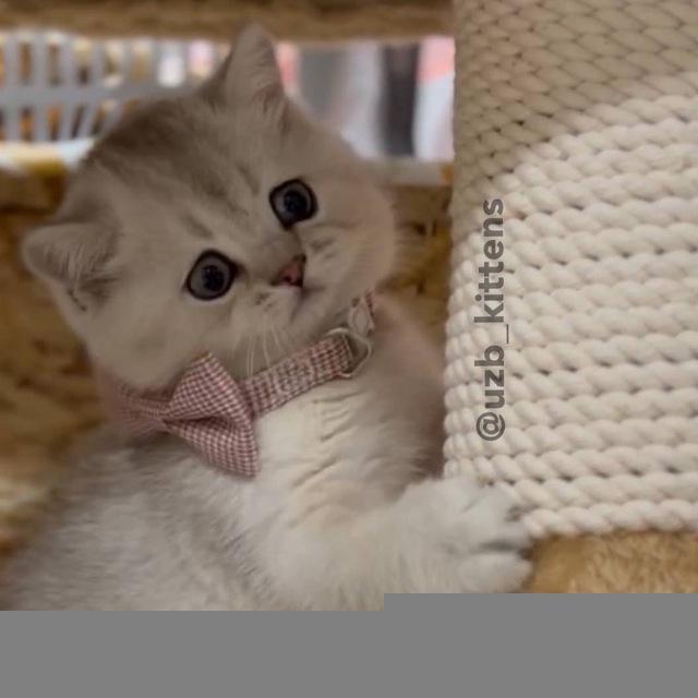 fior_kittens🐾