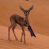 ﮼الظبي 🦌..