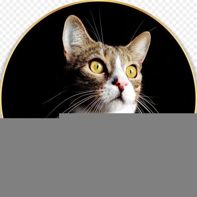 Котямбик😼Локи