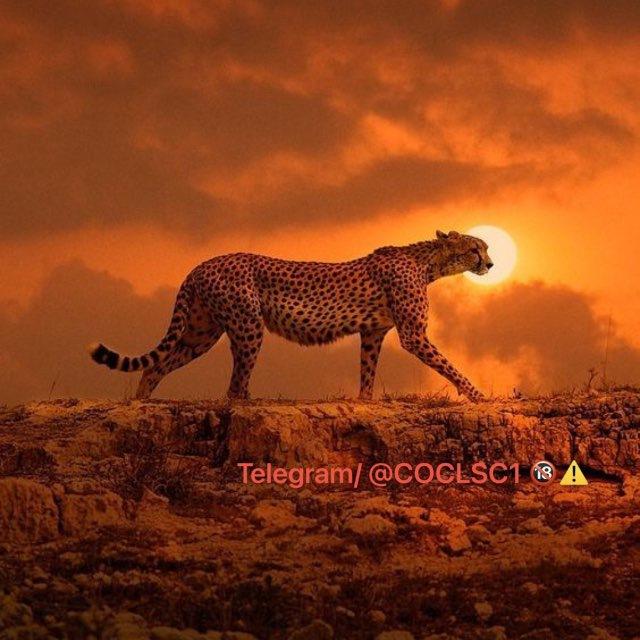 قناة الدكتور كوكلس COCLS1