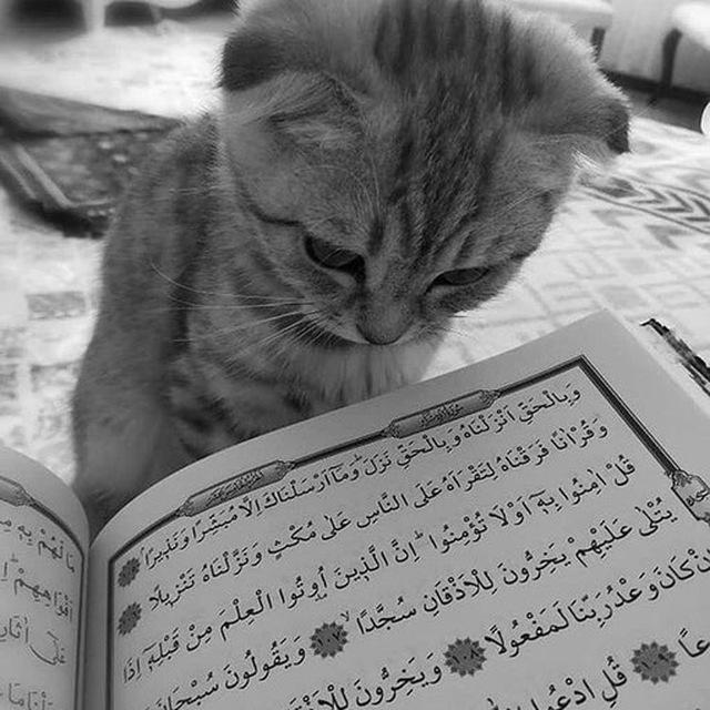 أحب مصيرك
