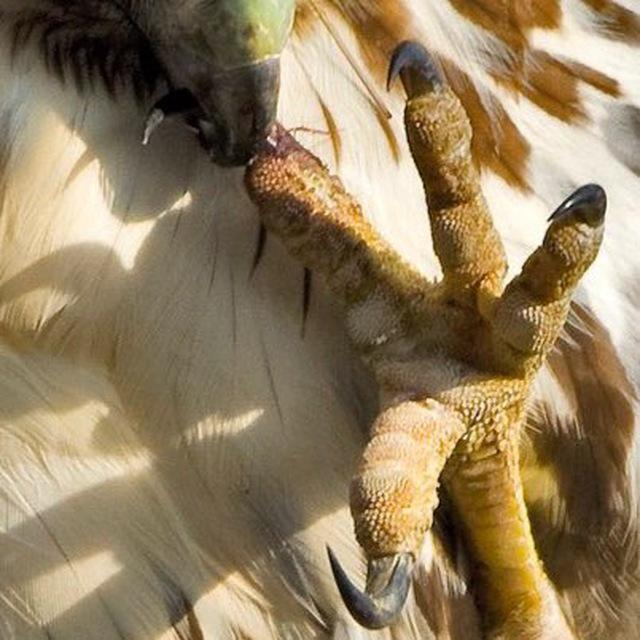 Bird Feet