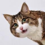 Rexiecat