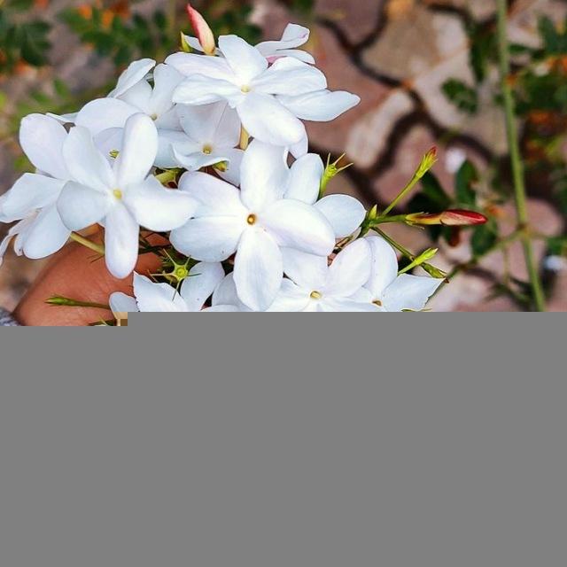 ياسَمينٌ دمَشقيّ 🌼