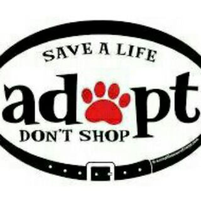 Adorable chihuahua puppies for adoption