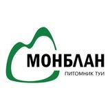 Монблан питомник туи