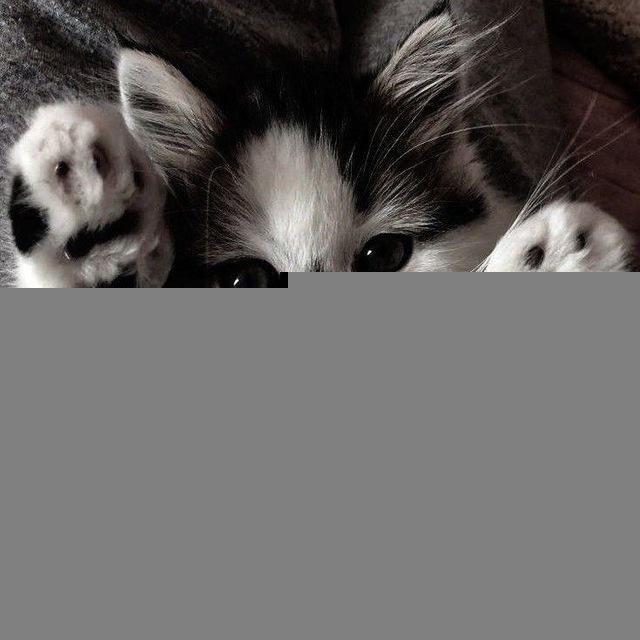 Мили котики тут