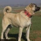 🐕🐕‍🦺🦮🐶KÖPEK DÖVÜŞLERİ 🐶🦮🐕‍🦺🐕