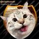 😻 چموش | Cute Cats