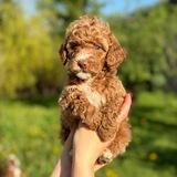 Moscow Puppy | Мальтипу Кокапу Кавапу Лабрадудли