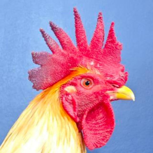 ទ្រុងបក្សី CS🐔⭕️