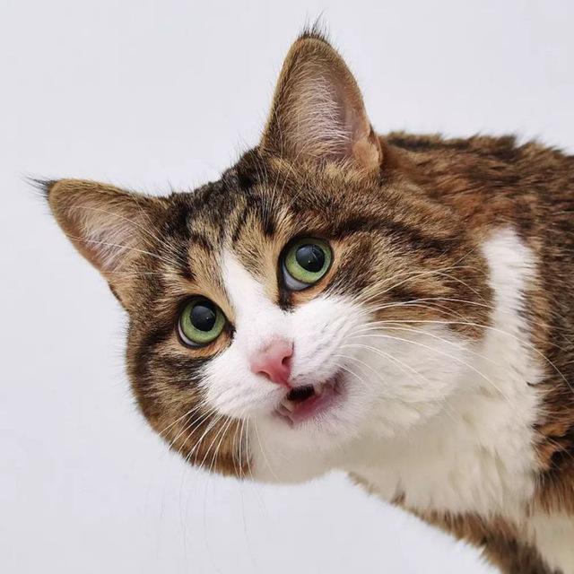 Rexiecat