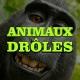 ANIMAUX DRÔLES