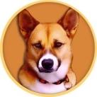 Ken - The First DOGE