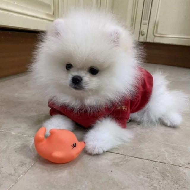 💗Шпиц Марти💗