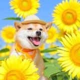 HiKARi 光 🌻