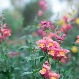 Gatti garden