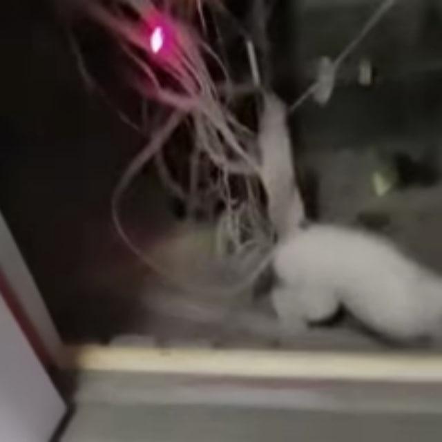 哈基猫IDC哈气专用频道