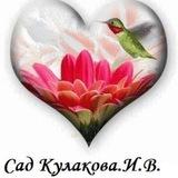 Сад Кулакова .И.В Water Lilu.