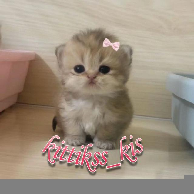 ♡♡𝙺𝙸𝚃𝚃𝙸𝙺𝚂𝚂♡♡