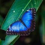 🦋មេអំប៉ៅ 🦋JVP🦋💦