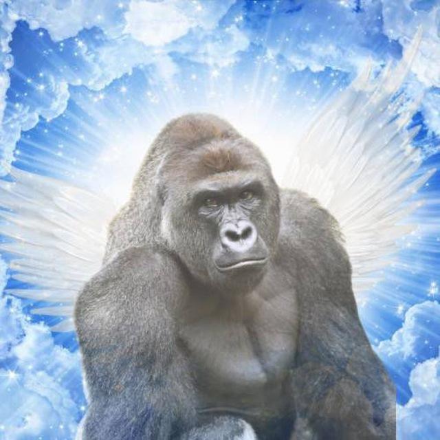 HARAMBE | CTO