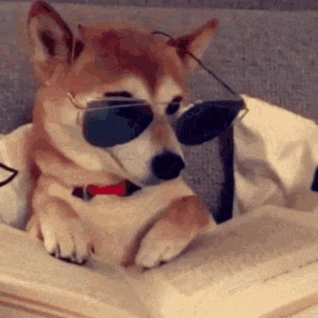 dogwithSHDZ Official