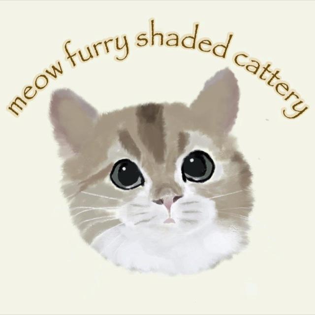 Cat Singapore kitten SG Pet British short hair/ Ragdoll/ munchkin _Cattery_Channel