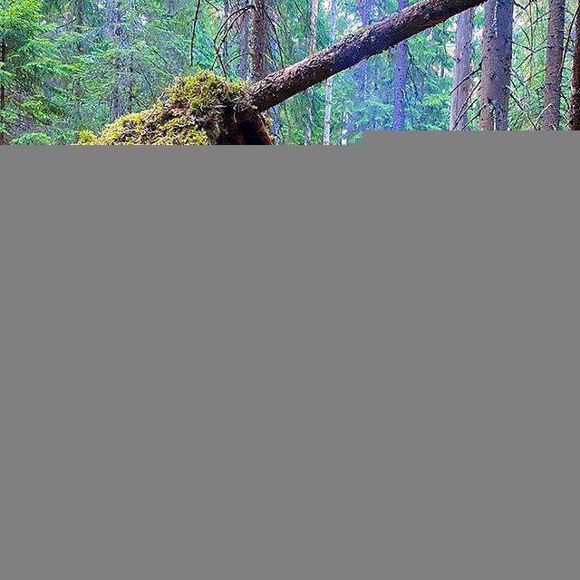 Forest Guest | Лесной Гость